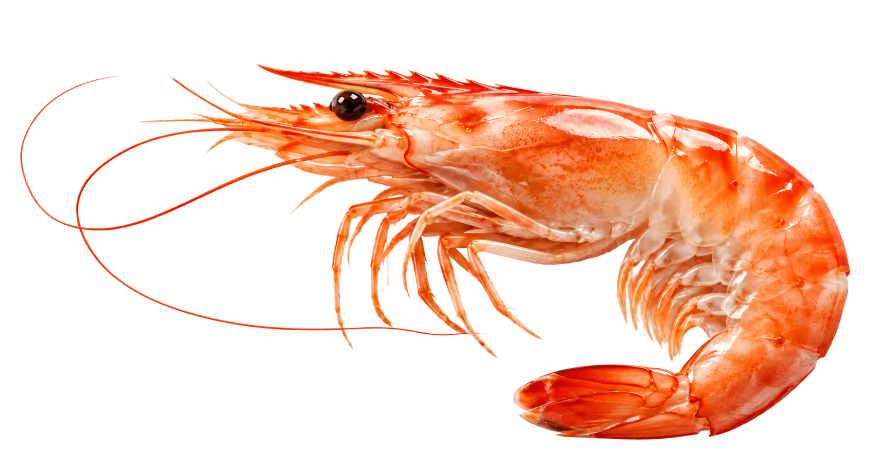 From a white backdrop to transparent PNG — After