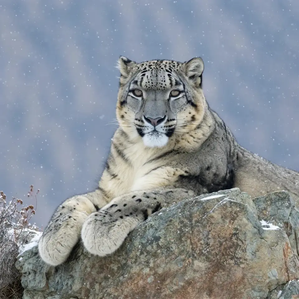 A snow leopard resting on a rocky ledge