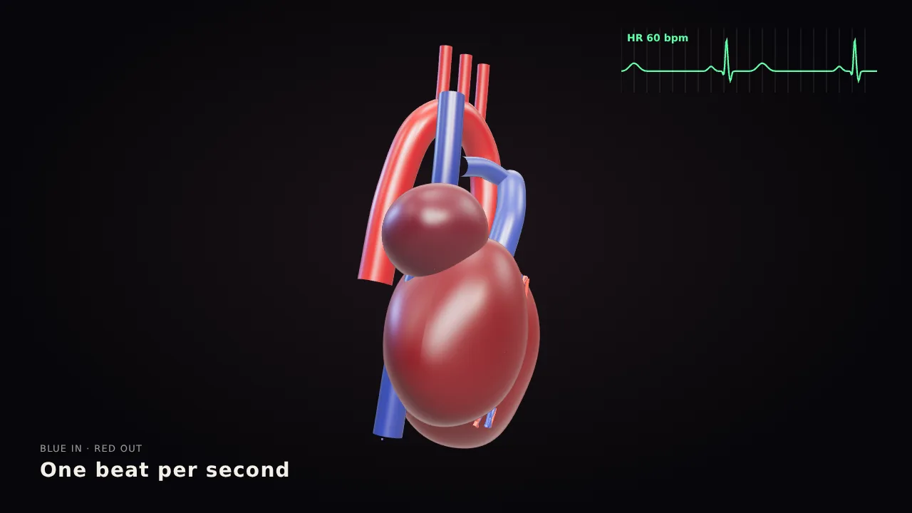 A beating 3D human heart